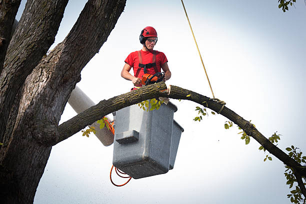 Best Tree Disease Treatment  in Highgrove, CA